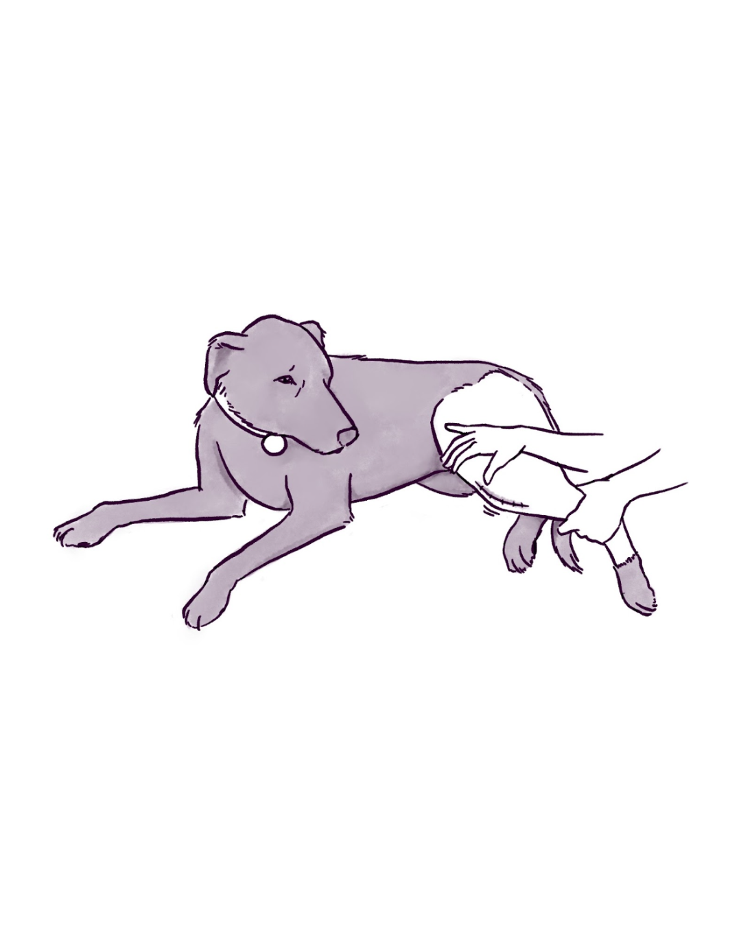 Lucy the dog, as drawn by Sarah Davis
